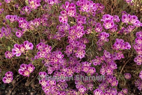 clarkia williamsonii 3 graphic